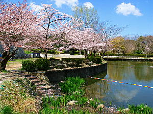 奥須磨公園の桜広場とサクラの丘